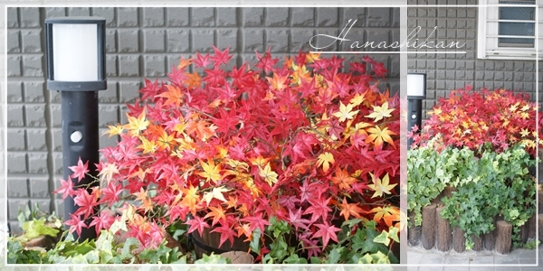 玄関先に生け込みした紅葉のレンタルフラワー